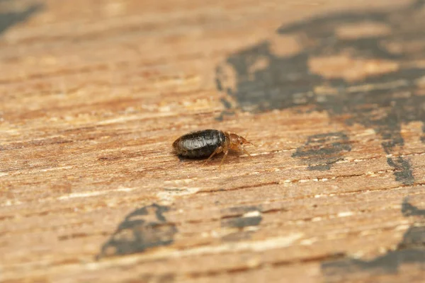 Pourquoi les punaises de lit sont plus fréquentes en été