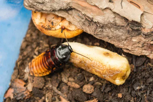 Les produits naturels les plus efficaces pour une désinsectisation écologique