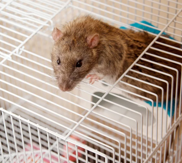 Les meilleures astuces pour éviter une nouvelle infestation après une désinsectisation