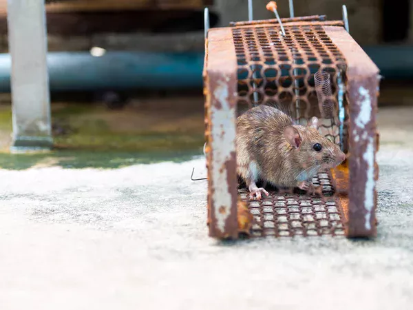 Comment bien désinsectiser une maison après une infestation