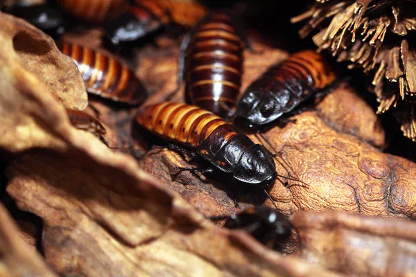 Comment bien désinsectiser une maison infestée de cafards