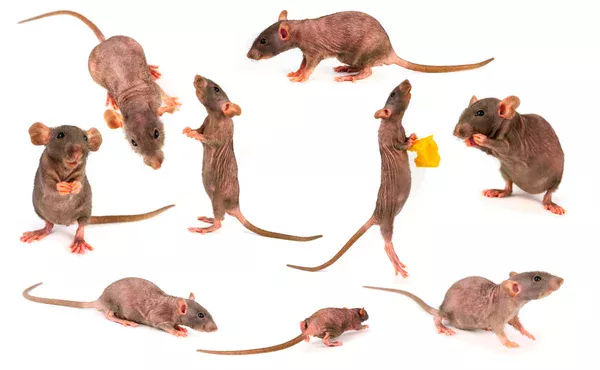 Comment la désinsectisation peut protéger votre maison des dégâts des insectes