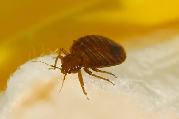 Comment se débarrasser des punaises de lit dans un environnement urbain