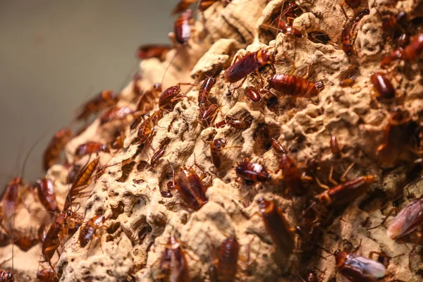 Comment éliminer les puces de votre maison grâce à la désinsectisation