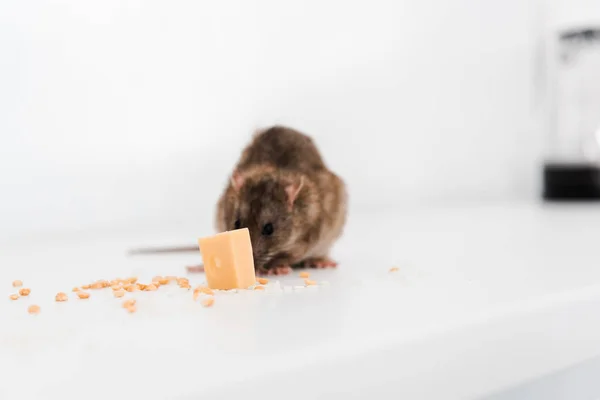 Les méthodes de désinsectisation les plus efficaces pour lutter contre les termites