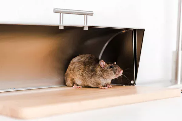 Désinsectisation des locaux professionnels quelles sont les obligations légales