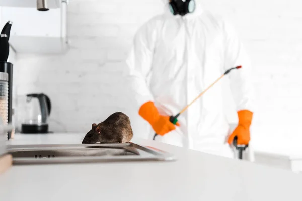 Désinsectisation des maisons anciennes comment éviter les infestations