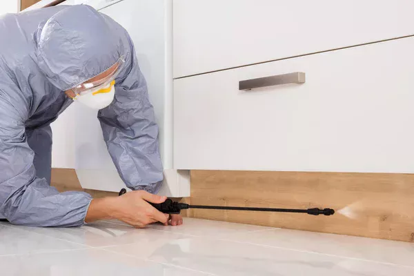 Désinsectisation des locaux professionnels quelles sont les obligations légales