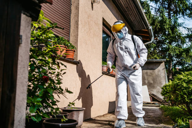 Les dangers des insectes pour la santé et comment les éviter avec la désinsectisation